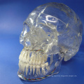 SKULL10 (12336) Medical Science Classic X-Ray Skull, transparent, 3 part, Display Surrounding Dental Cavities, Anatomical Skull